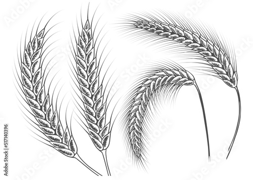 ears of wheat set sketch vector eps 10