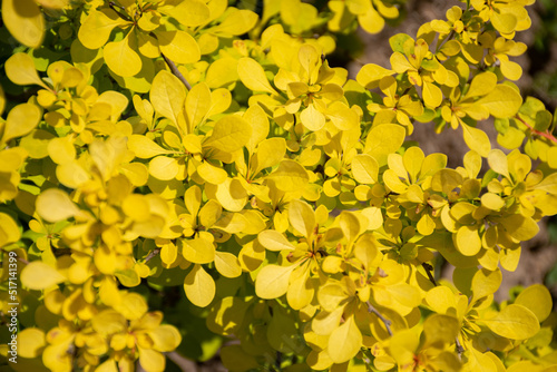 Selective focus on the yellow foliage of the leaves of the garden barberry: natural texture, a bright accent in the garden with ornamental plants. Place for text, floral pattern in the bright sun photo