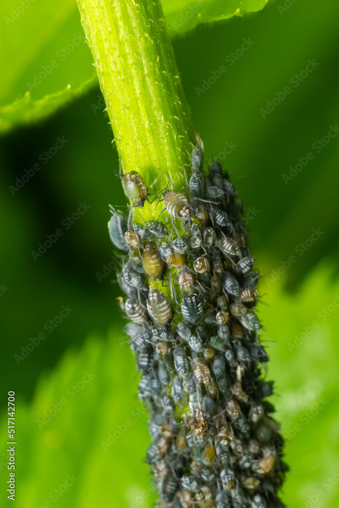Branch of fruit tree with wrinkled leaves affected by black aphid. Cherry aphids, black fly on cherry tree, severe damage from garden pests Branch of fruit tree with wrinkled leaves affected by black aphid. Cherry aphids, black fly on cherry tree, severe damage from garden pests
