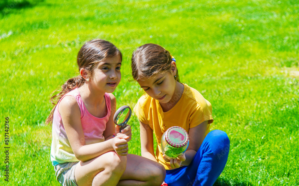Fototapeta premium look in a magnifying glass butterfly sits on flowers. selective focus.