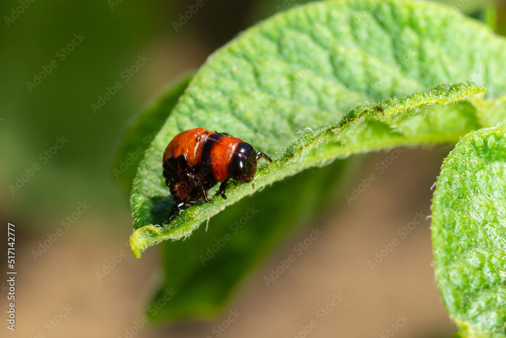 Fototapeta premium potato cultivation destroyed by larvae and beetles of Colorado potato beetle, Leptinotarsa decemlineata, also known as the Colorado beetle, the ten-striped spearman, the ten-lined potato beetle