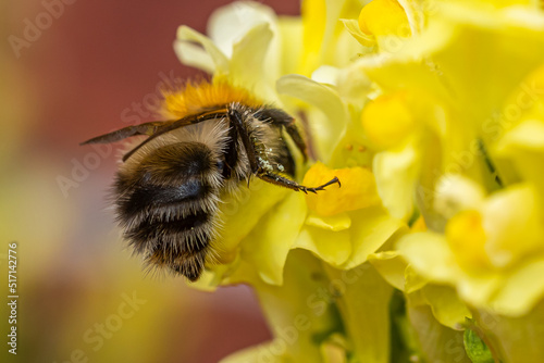 A common carder bee (Bombus pascuorum) collecting nectar from a blossom of common toadflax (Linaria vulgaris) therefore crawling deep iinto the blossom.
