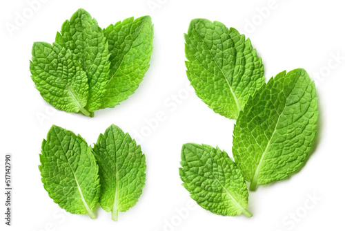 Fresh mint leaves collection, isolated on white background