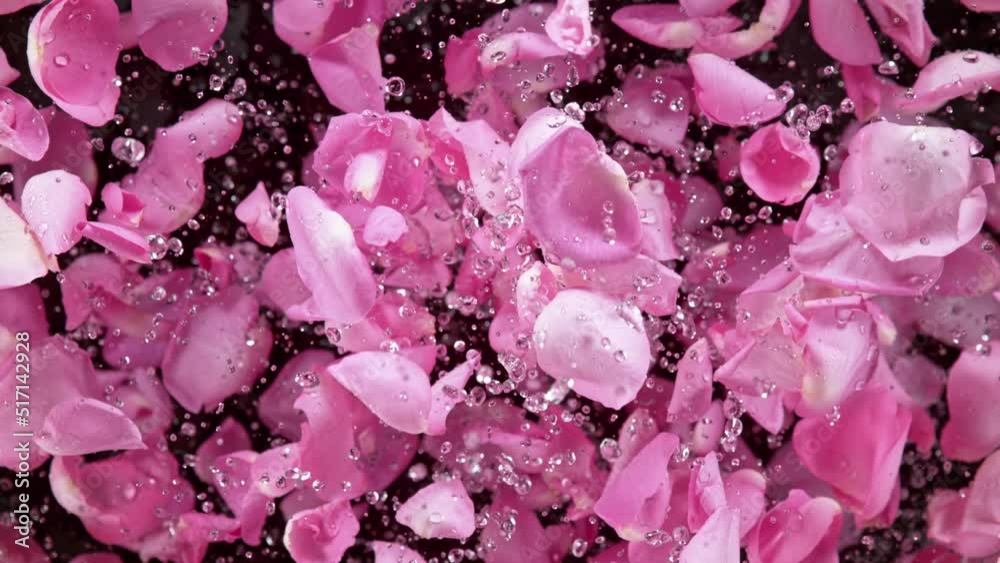 Super slow motion shot of flying pink rose petals and water drops isolated on black at 1000 fps.