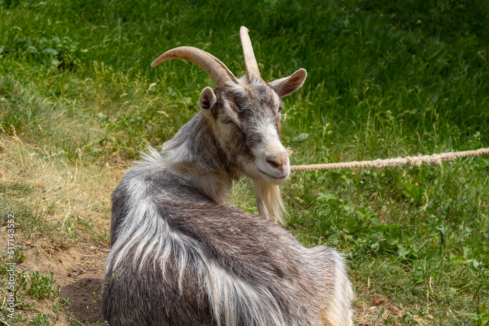 Grey goat portrait on grass background. Horned goat grazing on a green meadow, rural scene Grey goat portrait on grass background. Horned goat grazing on a green meadow, rural scene