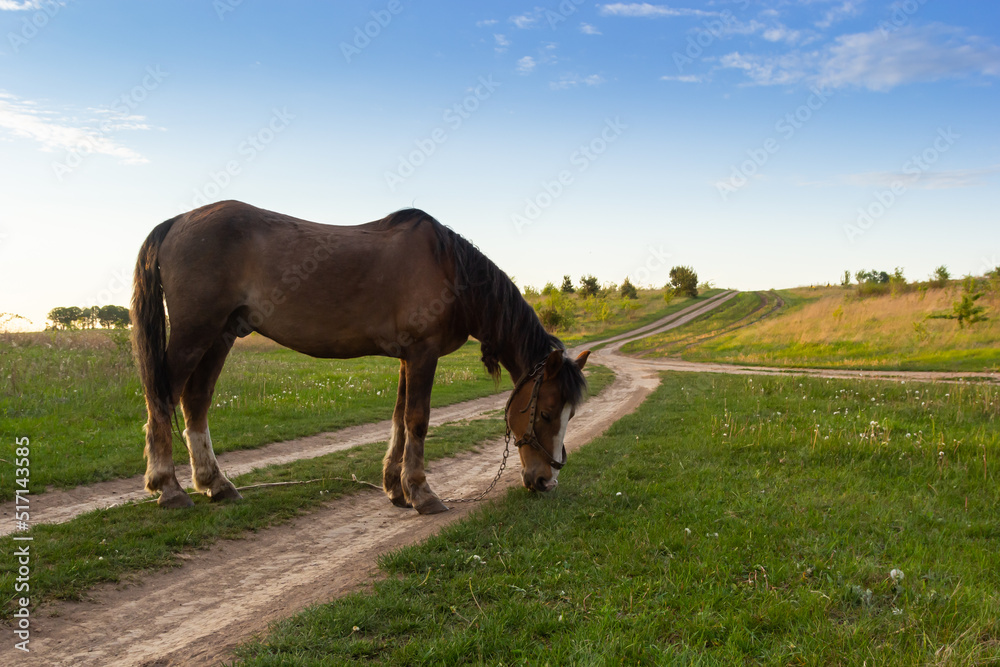 Fototapeta premium Closeup Side view of Beautiful brown horse eating grass and hay in meadow and green field in summertime alone