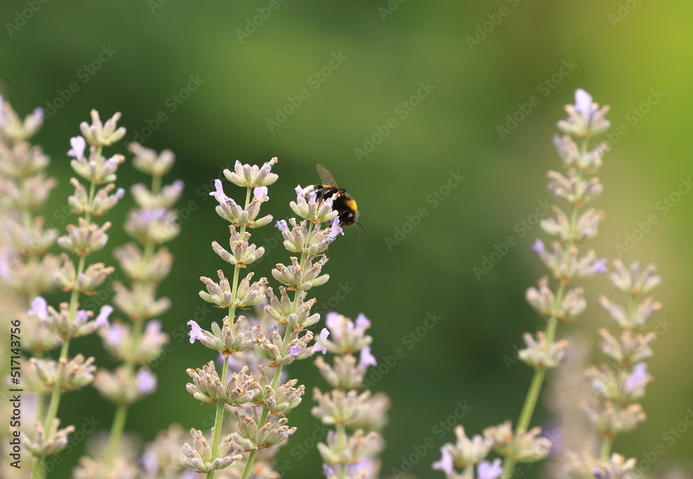 Bumblebee pollinating of the lavender flower Bumblebee pollinating of the lavender flower