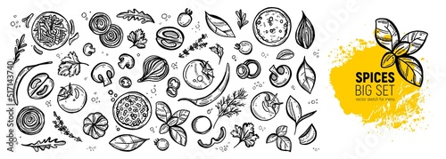 Big set for the menu. Spices and vegetables. Hand drawing sketches