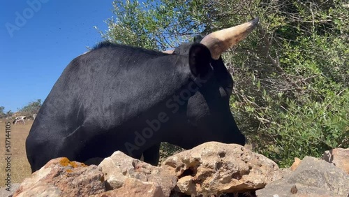 Close view of the head of a menorcan race cow after a stone wall. photo