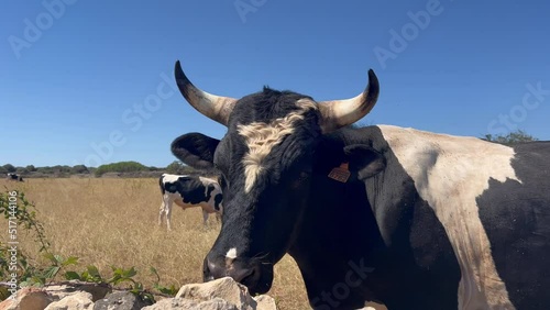 Close view of a black and white menorcan race cow in Menorca’s island, Spain, behind a stone wall. photo