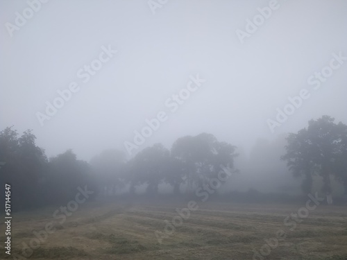 dans la brume