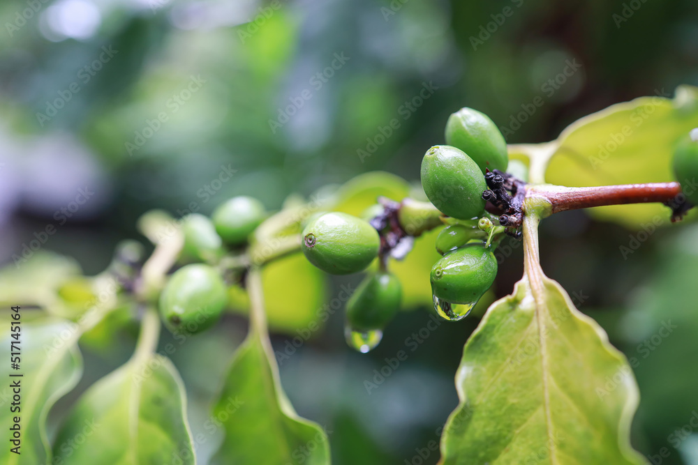 organic arabica green coffee beans brance tree in farm.green Robusta and arabica coffee berries by agriculturist hands,Worker Harvest arabica coffee berries on its branch, agriculture concept. organic arabica green coffee beans brance tree in farm.green Robusta and arabica coffee berries by agriculturist hands,Worker Harvest arabica coffee berries on its branch, agriculture concept.