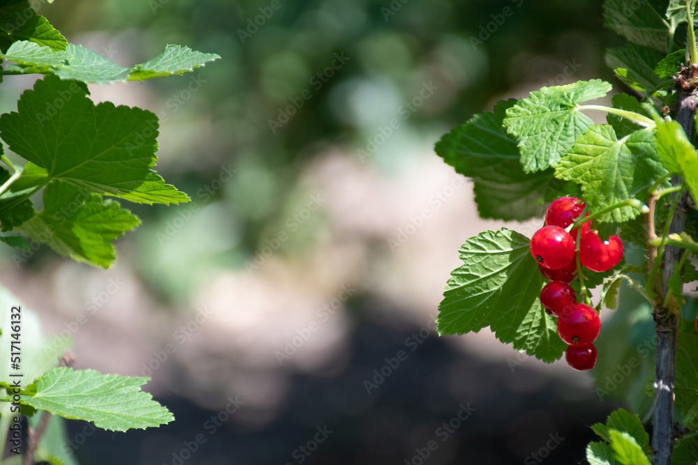 A bunch of fresh ripe red currant berries on a bright sunny day on a blurry background, soft focus: a place for text, a gardening concept, a table for harvest rules A bunch of fresh ripe red currant berries on a bright sunny day on a blurry background, soft focus: a place for text, a gardening concept, a table for harvest rules