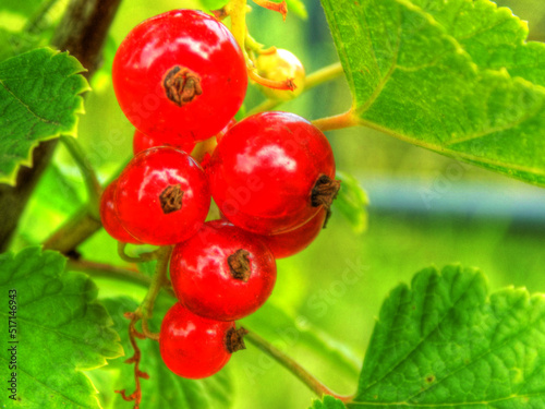 czerwona porzeczka, jaskrawe owoce i liście, abstrakcyjne tło © Jacek Pobłocki