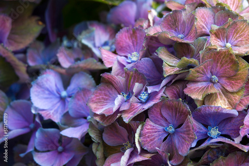 colorful hydrangea flower background - macro image