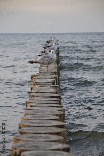 Sea Birds beach background 