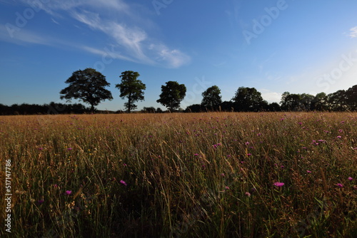 Fototapeta Naklejka Na Ścianę i Meble -  Summer meadow in heatwave