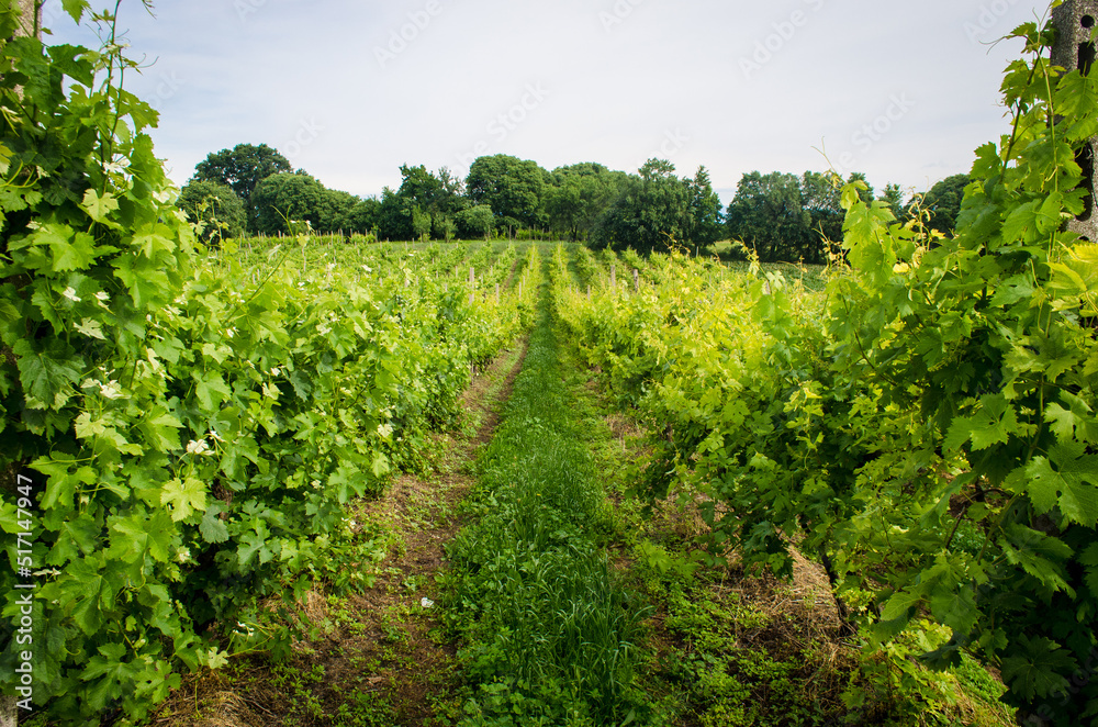 Il paesaggio dei vigneti della campagna lombarda lungo la Via Postumia, cammino che parte da Aquileia e arriva a Genova