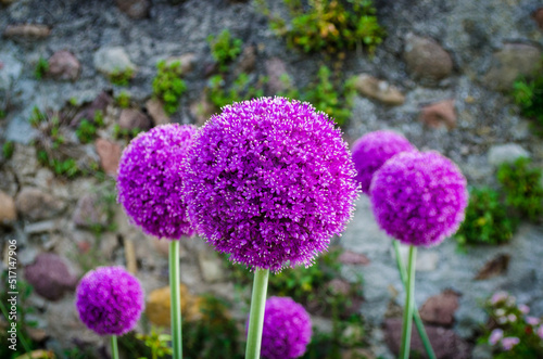 Primo piano dei fiori viola dell'Allium ampeloprasum, l'aglio selvatico, in un giardino photo