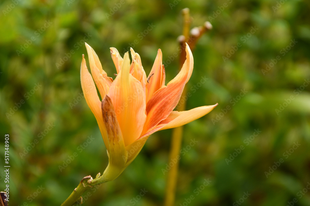 colourful flowers in a botanic garden in Ireland colourful flowers in a botanic garden in Ireland