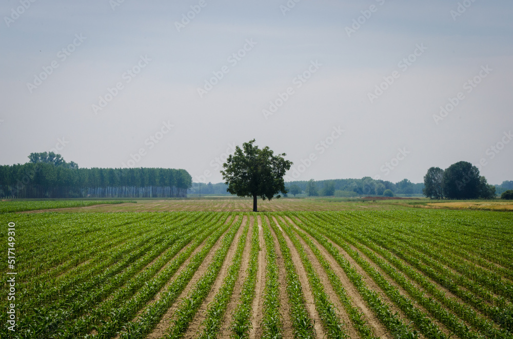 Un albero isolato in un campo coltivato nella campagna lombarda lungo la Via Postumia, cammino che parte da Aquileia e arriva a Genova