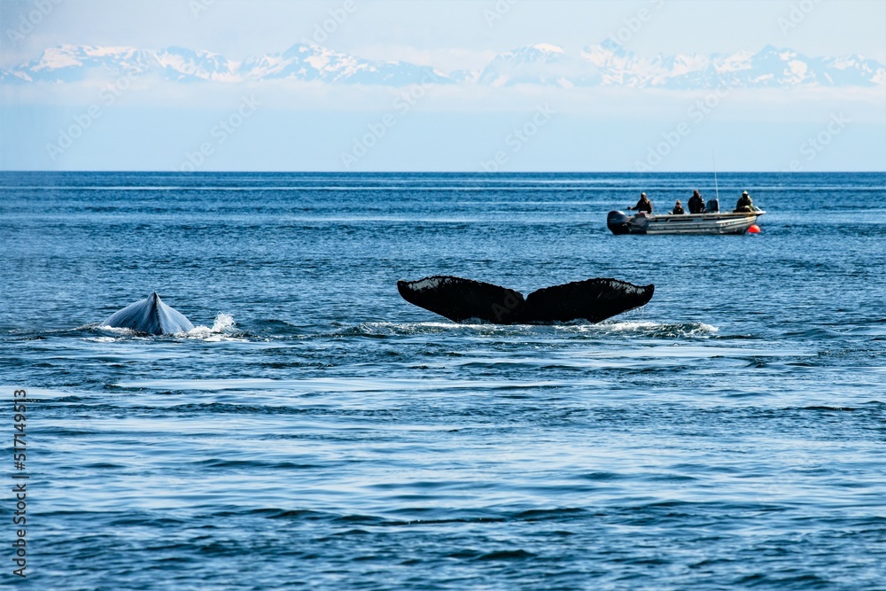 Fototapeta premium Whale watching in der Glacier Bay, Alaska