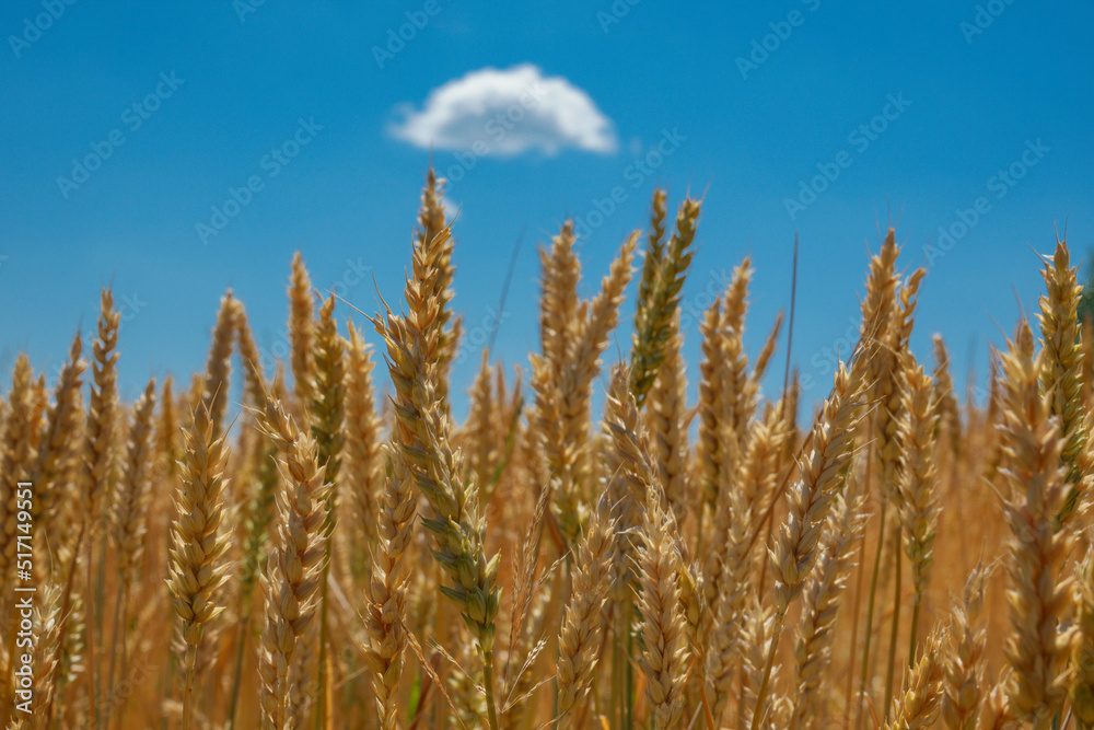 Wheat spikelets against the blue sky. Wheat spikelets against the blue sky.