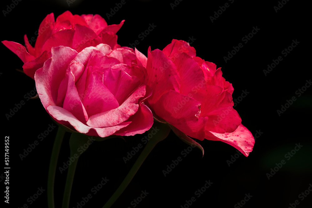 Three red roses on the dark background. Three red roses on the dark background.