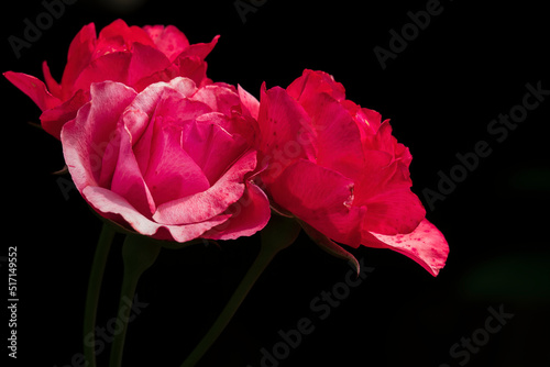 Three red roses on the dark background.