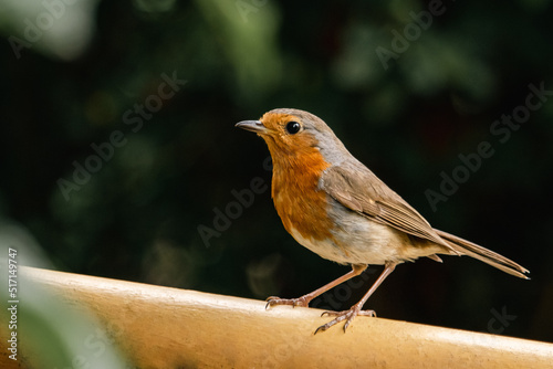 Robin on a Fence / Bird / Fence / Animal / Fly / Robin / Watchout / Nature 
