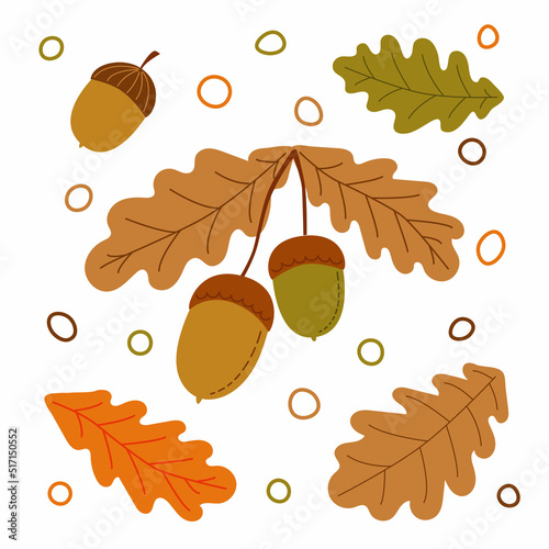 Vector illustration of oak branch with two acorns and leaf. Acorns isolated on a white background. Autumn decoration. Acorn, oak nut, seed.