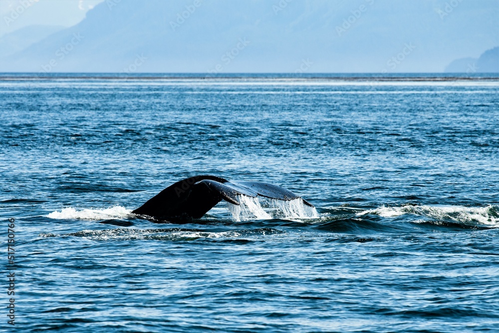 Die Schwanzflosse, Fluke, eines abtauchenden Buckelwals - Whale watching vom Seekajak aus - Glacier Bay , Alaska