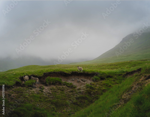 sheep on West Highland Way
