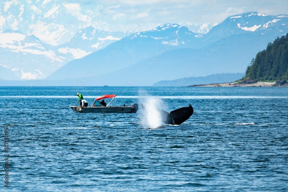 Obraz premium Ein besonderes Abenteuer : Whale watching vom Seekajak aus - Glacier Bay , Alaska