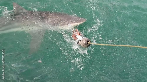 Bronze shark emerging from the deep sea of the Atlantic Ocean in the shark alley at Gansbaai in South Africa to take the bait of the hook, this place is infested with great white sharks.