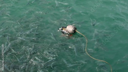 A baited hook thrown into the Atlantic Ocean to attract sharks in Gansbaai Shark Alley in South Africa, a place infested with marine species and great white sharks. photo