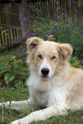 Golden Retriever im Blumenglück