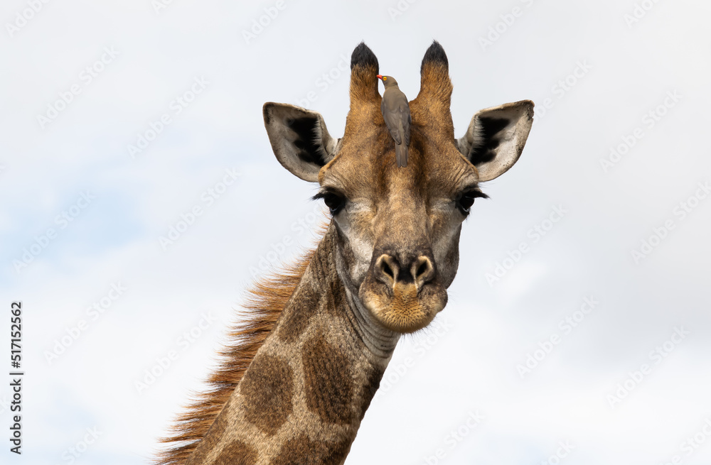 portrait of a giraffe portrait of a giraffe