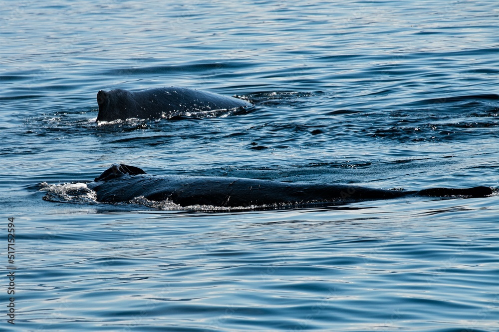 Obraz premium Zwei , im blauen Meer nebeneinander schwimmende Walfische