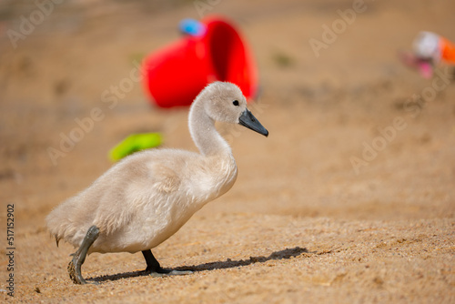 swan on the beach