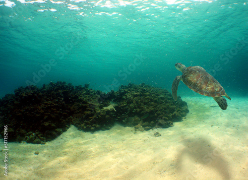 sea turtle , underwater scene , caribbean sea