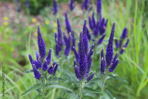 Veronica spicata, spiked speedwell plant with blue flowers. photo