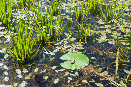 Obraz na plátně moorland pond with frog at water lily leaf, landscape benediktbeuern