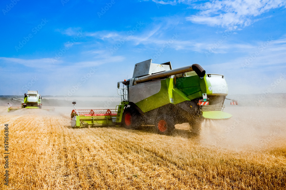 Fototapeta premium Grain harvesters working in wheat and rye field. Agriculture background. Harvest season