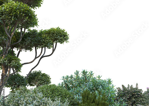 Gardens with shrubs Decorative flowers on a white background