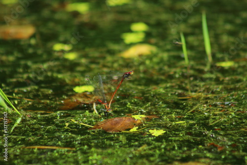 agrion délicat