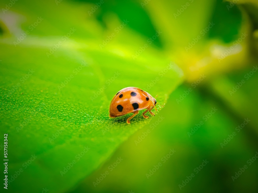 Obraz premium ladybug on green leaf