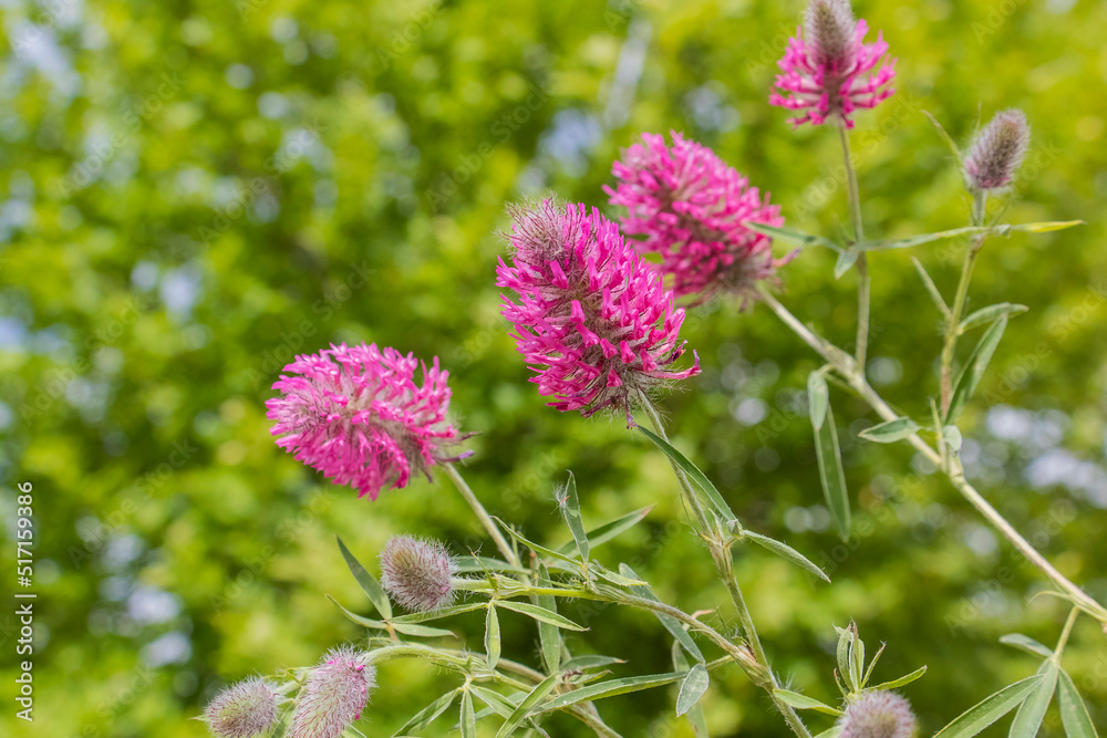 Purple clover (Trifolium purpureum) is a wild plant that grows on its own on rocky and dry slopes.