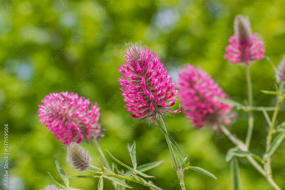 Purple clover (Trifolium purpureum) is a wild plant that grows on its own on rocky and dry slopes. Purple clover (Trifolium purpureum) is a wild plant that grows on its own on rocky and dry slopes.
