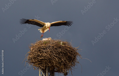 White Stork (Ciconia ciconia) emerges and emerges from Africa to Aysya and Europe in Spring. In autumn he returns to Africa.